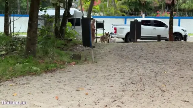 Aloira praiana Acompaneto praia de jureica