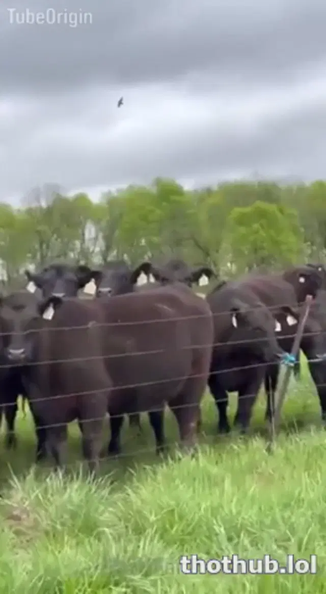 Mtvkay18 Outdoor Cow Field Sextape Onlyfans