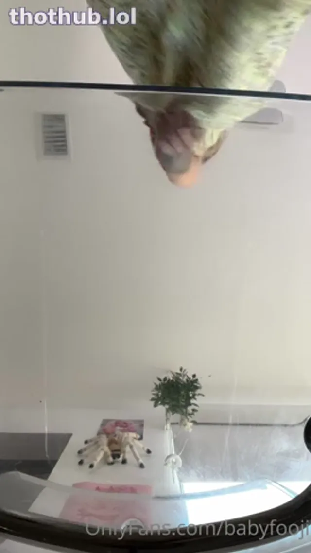 Babyfooji