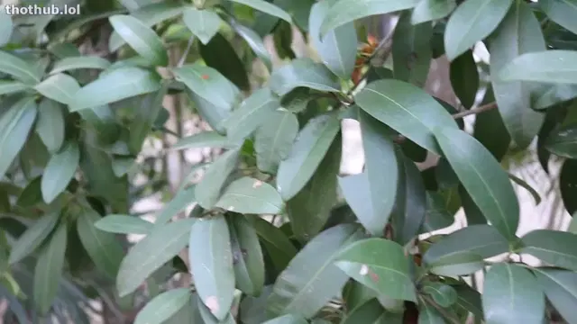 Lily Ivy – Guided Orgasm in Tulum