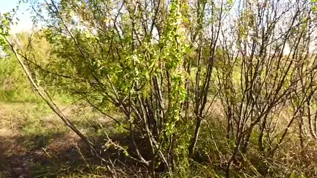 Darlingjosefin – Repopulation with a Forest Nymph