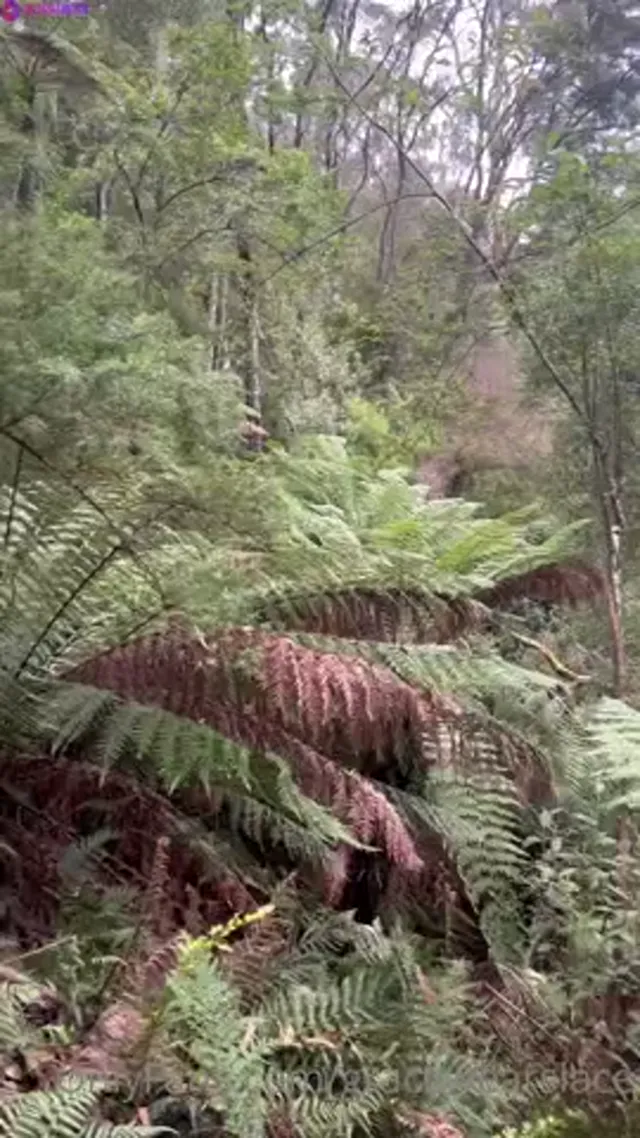 Gracewearslace Sucking And Fucking Outdoors