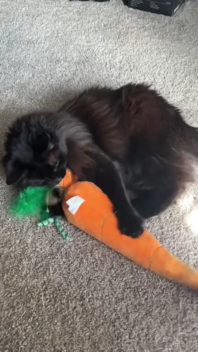 Boogie Rae aka booogierae – 01-22-2026 OnlyFans Video – Something about a harsh shadowFeaturing a really adorable Boba cat beating up her carrot kicker toy