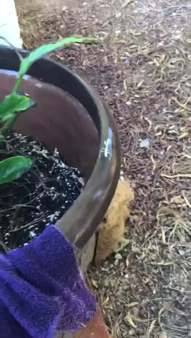 Professor Gaia‍ aka professor_gaia – 09-04-2024 OnlyFans Video – GARDEN JARDIN
