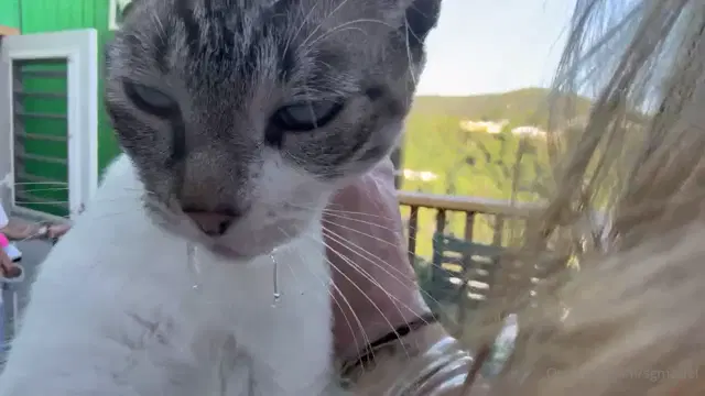 Sgulley aka sgmodel – 02-03-2025 OnlyFans Video – Checked into my room and it came with a cat!!!