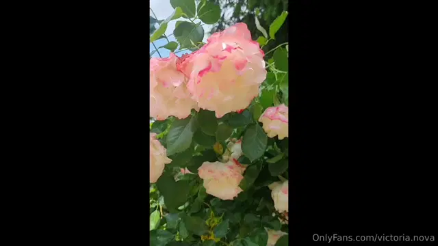 Victoria Nova aka victoria.nova – 06-25-2025 OnlyFans Video – SEXTAPE BOY GIRLROSEBUD IN THE GARDEN VIDEO COMPLETE DISPONIBLE SUR DEMANDEFULL VIDEO AVAILABLE ON REQUESTCome quickly