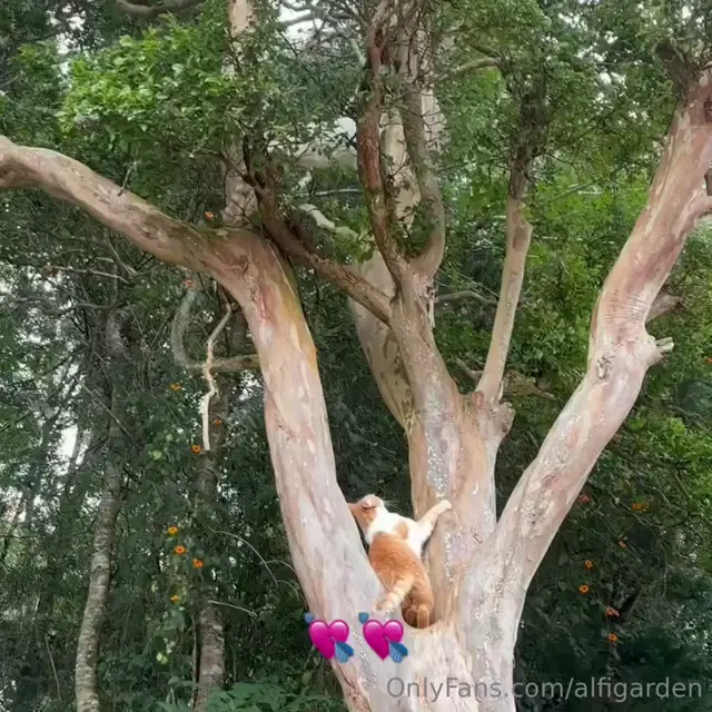 Maria Alfonsina aka alfigarden – 05-26-2026 OnlyFans Video – Sunny days with this orange demons